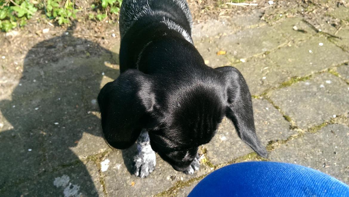 Ruhåret hønsehund Hjortlunds Eiko billede 35