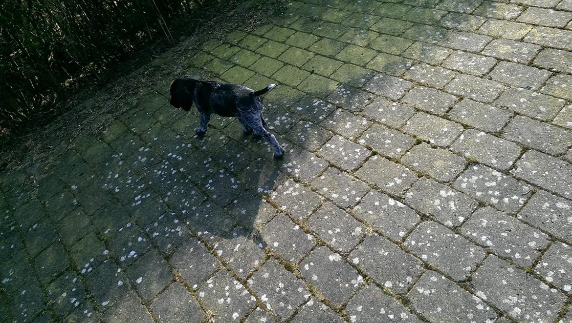 Ruhåret hønsehund Hjortlunds Eiko billede 36