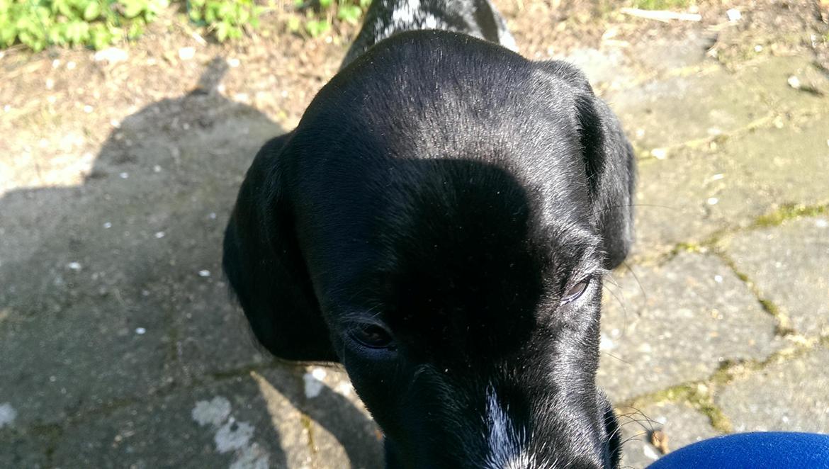 Ruhåret hønsehund Hjortlunds Eiko billede 37