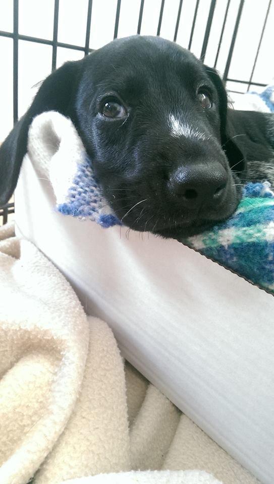 Ruhåret hønsehund Hjortlunds Eiko billede 38