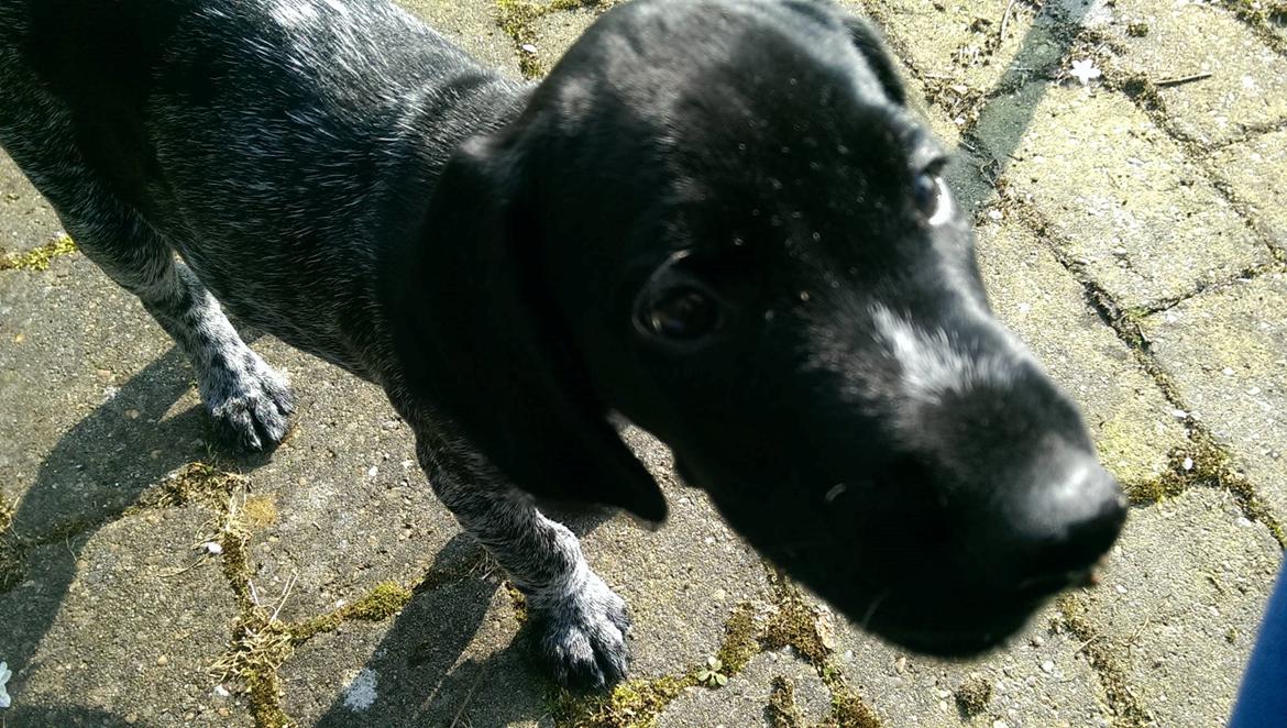 Ruhåret hønsehund Hjortlunds Eiko billede 26