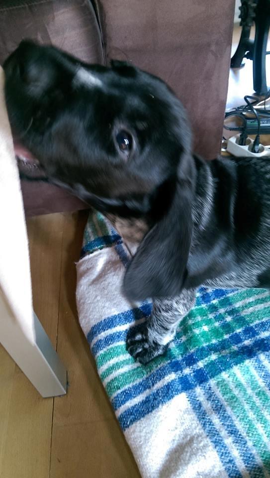 Ruhåret hønsehund Hjortlunds Eiko billede 39