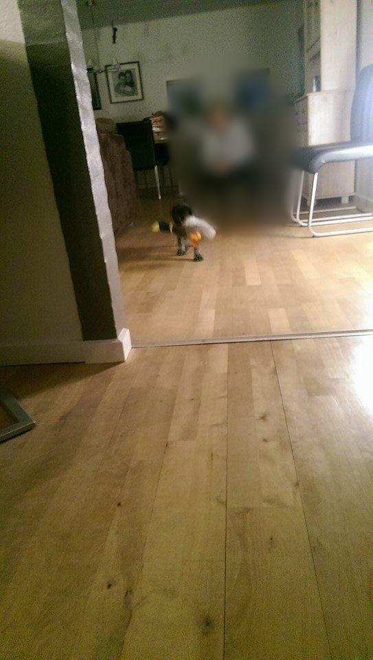 Ruhåret hønsehund Hjortlunds Eiko - Den her and skal have tæv. :) Foto: Mig. billede 23