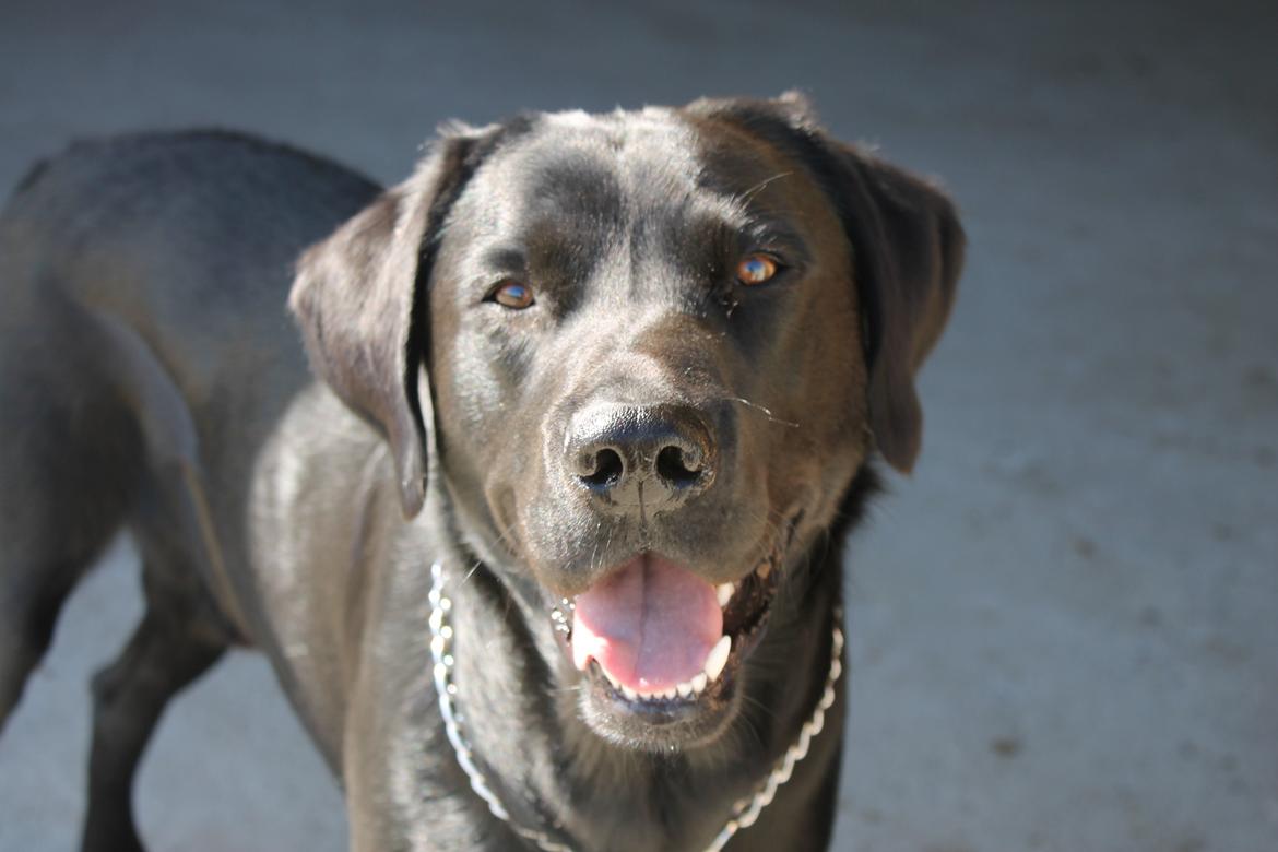 Blanding af racer Fredenslund's Andy billede 15