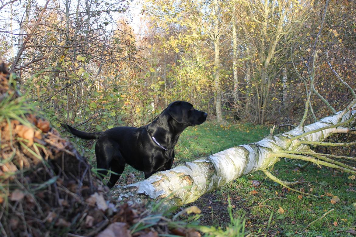 Blanding af racer Fredenslund's Andy billede 20