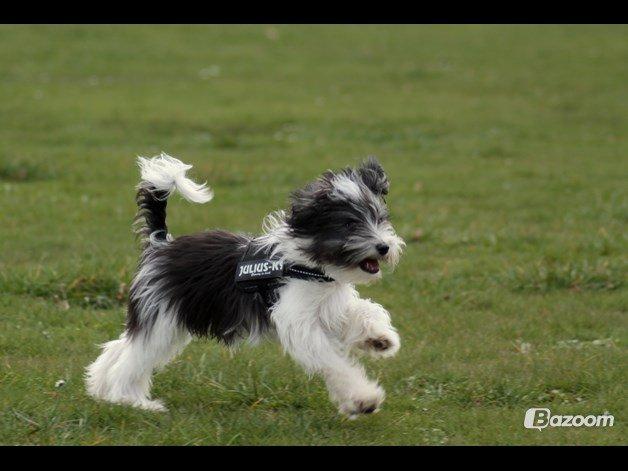 Chinese crested powder puff Sam ( Himmelhund) billede 25