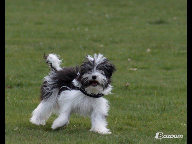 Chinese crested powder puff Sam ( Himmelhund) billede 28