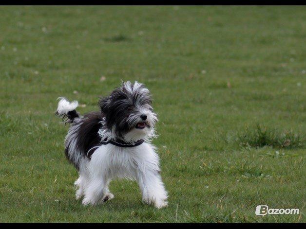 Chinese crested powder puff Sam ( Himmelhund) billede 30