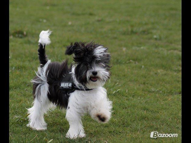 Chinese crested powder puff Sam ( Himmelhund) billede 31