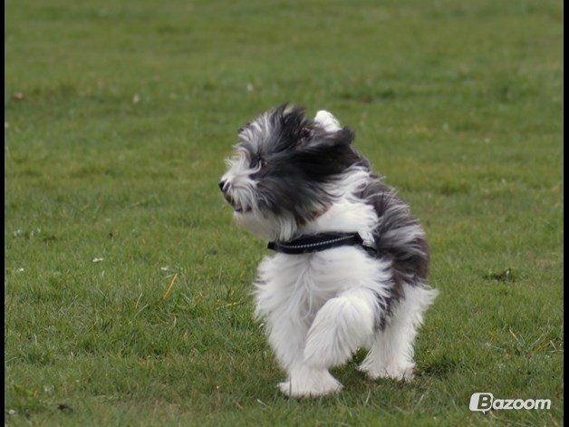 Chinese crested powder puff Sam ( Himmelhund) billede 34