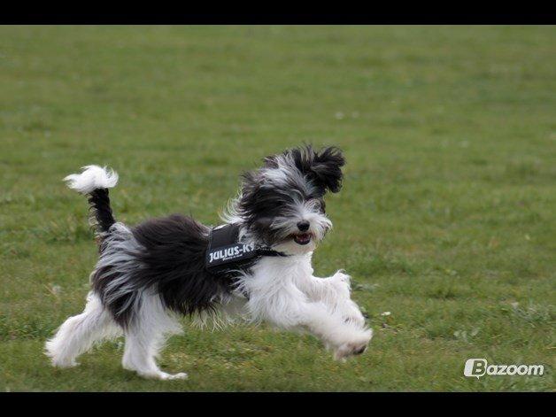 Chinese crested powder puff Sam ( Himmelhund) billede 26