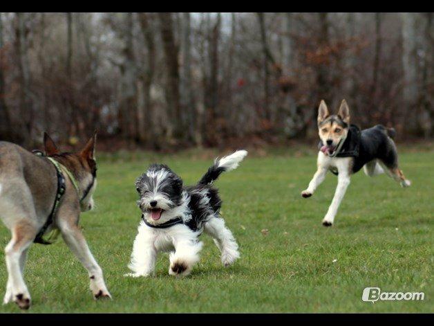 Chinese crested powder puff Sam ( Himmelhund) billede 38