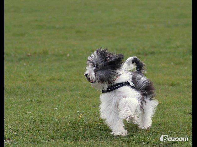 Chinese crested powder puff Sam ( Himmelhund) billede 36