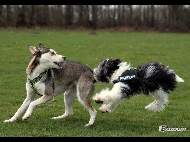 Chinese crested powder puff Sam ( Himmelhund) billede 40