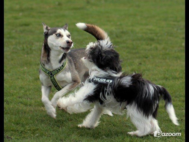 Chinese crested powder puff Sam ( Himmelhund) billede 39