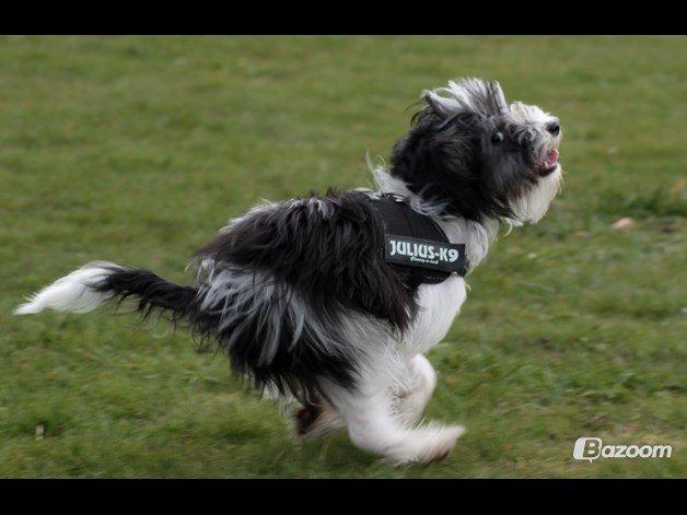 Chinese crested powder puff Sam ( Himmelhund) billede 43