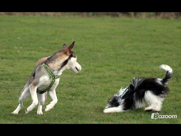Chinese crested powder puff Sam ( Himmelhund) billede 41