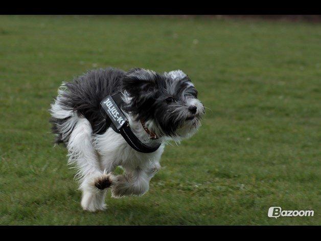 Chinese crested powder puff Sam ( Himmelhund) billede 45