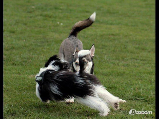 Chinese crested powder puff Sam ( Himmelhund) billede 46