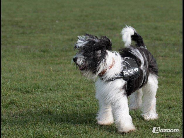 Chinese crested powder puff Sam ( Himmelhund) billede 47