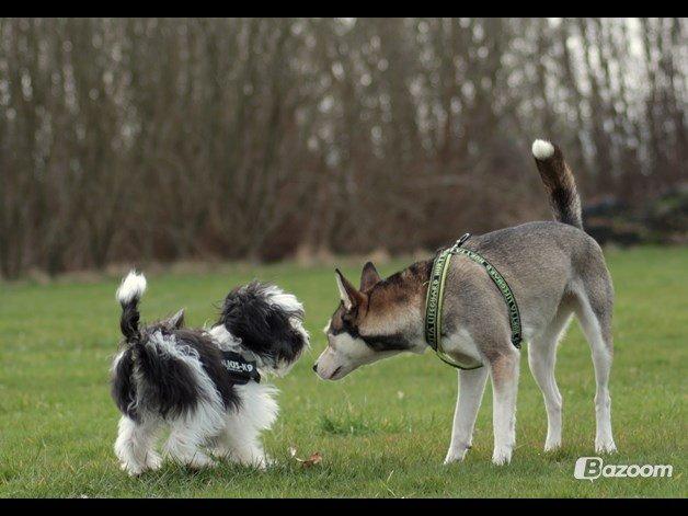 Chinese crested powder puff Sam ( Himmelhund) billede 44