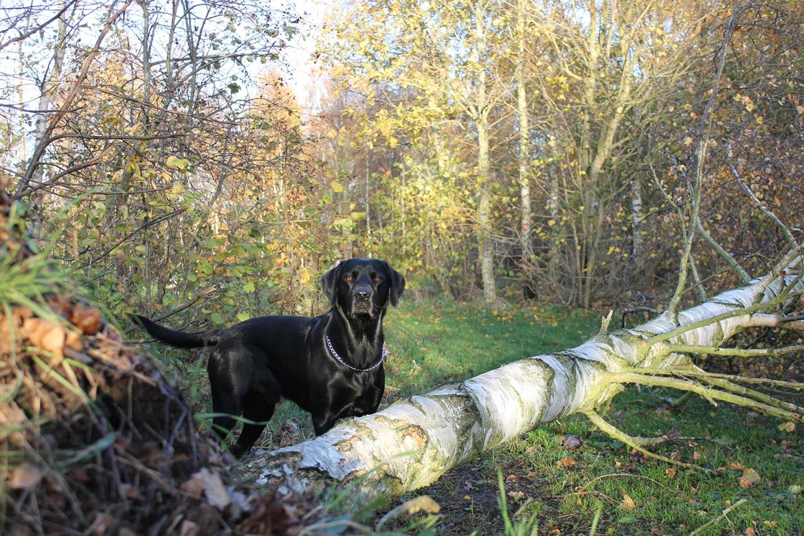 Blanding af racer Fredenslund's Andy billede 22
