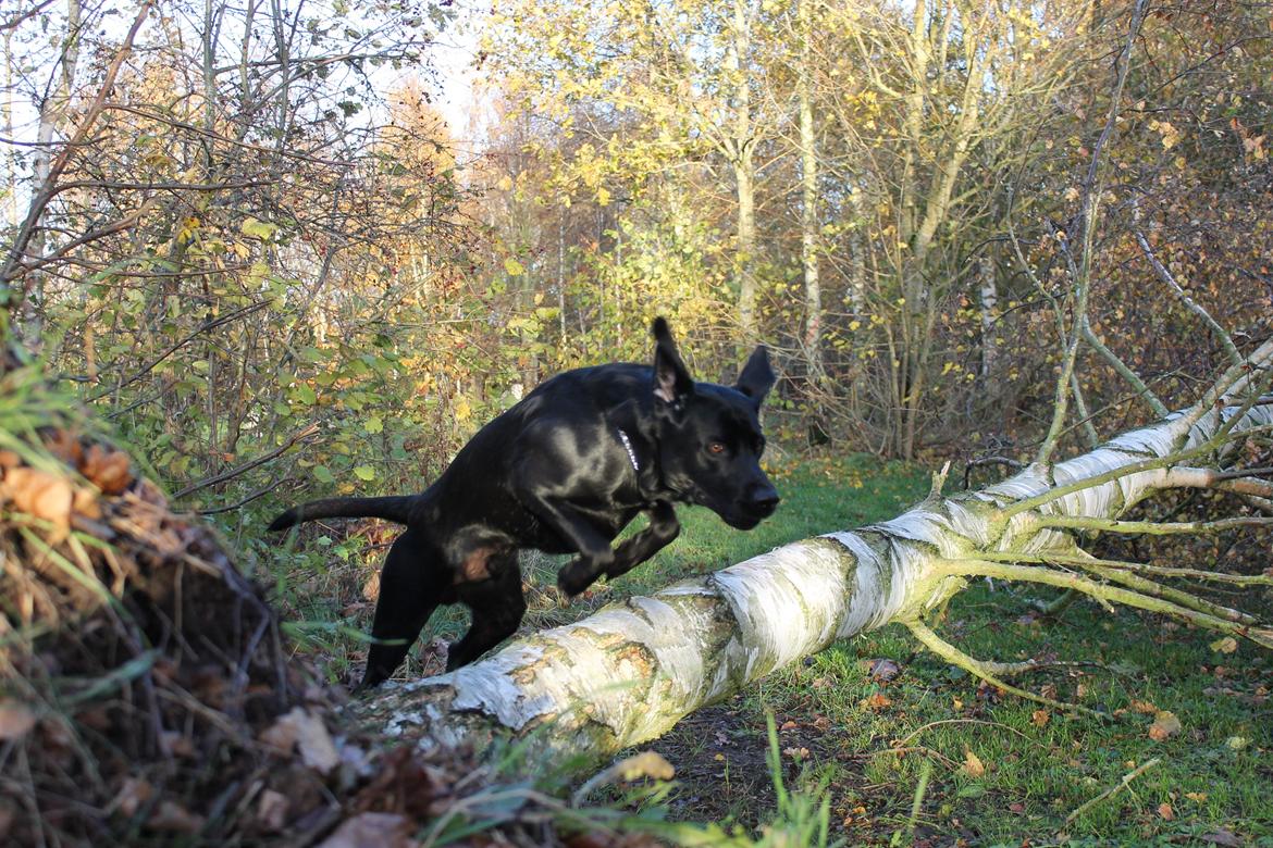 Blanding af racer Fredenslund's Andy billede 23
