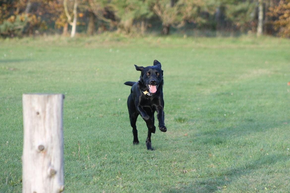 Blanding af racer Fredenslund's Andy billede 25