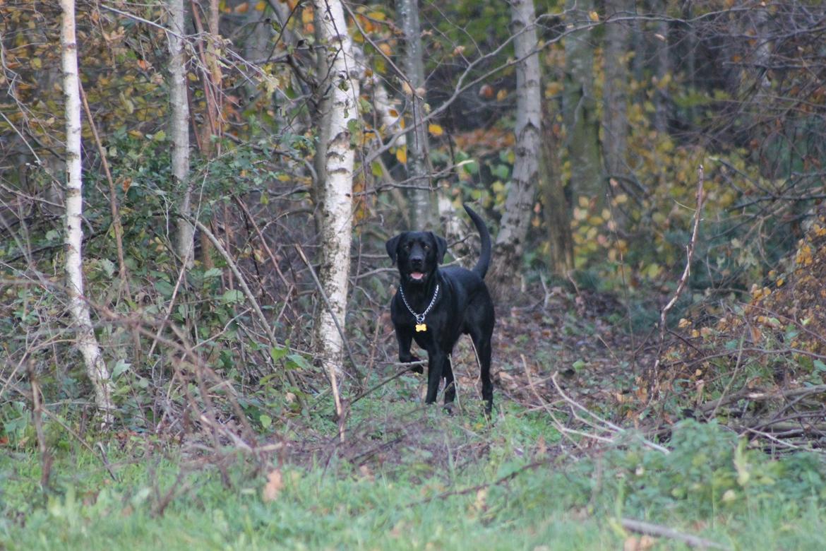 Blanding af racer Fredenslund's Andy billede 26
