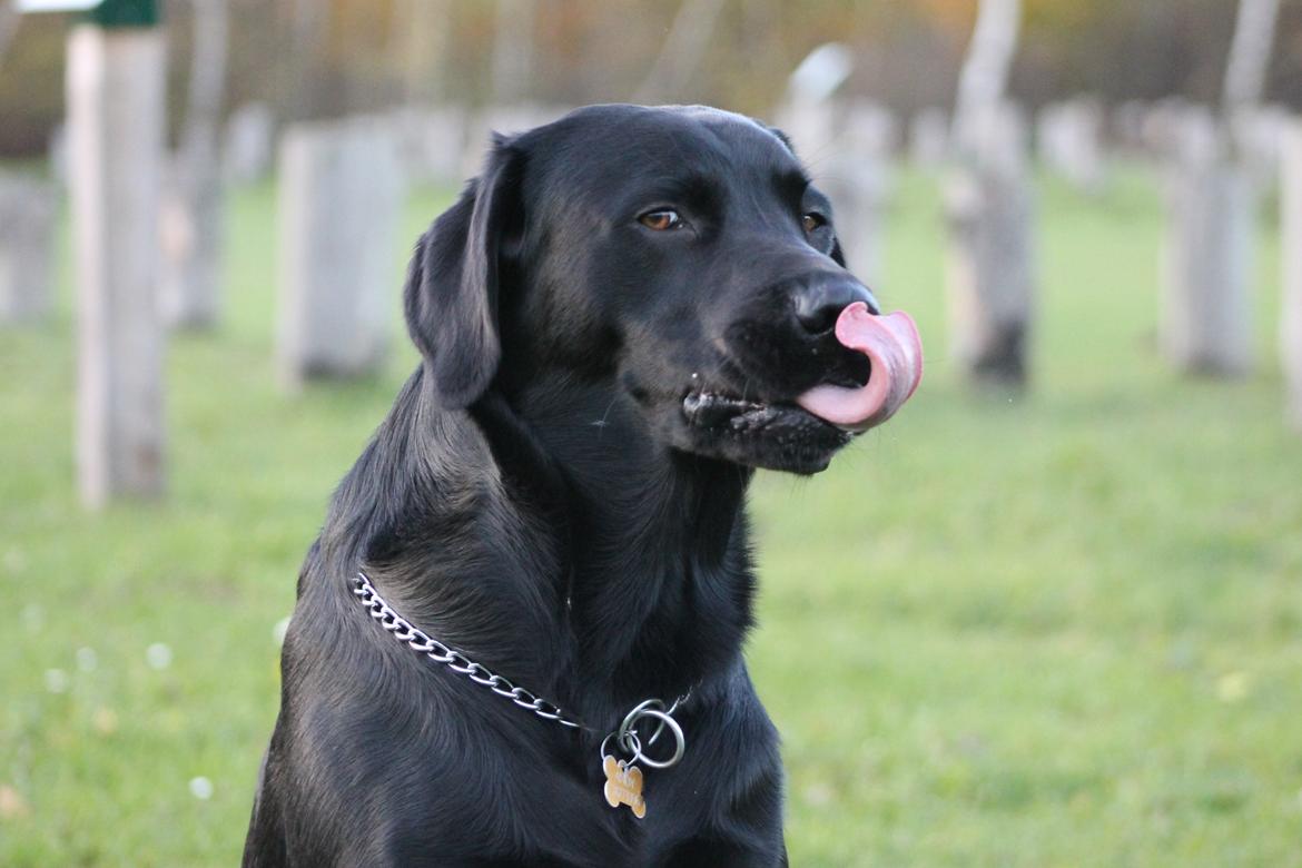 Blanding af racer Fredenslund's Andy billede 27