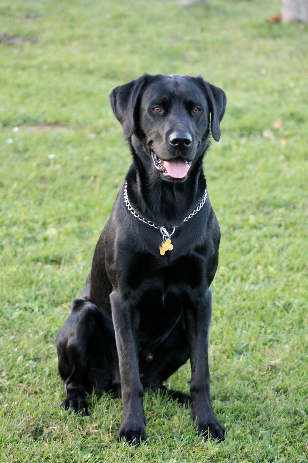 Blanding af racer Fredenslund's Andy billede 28