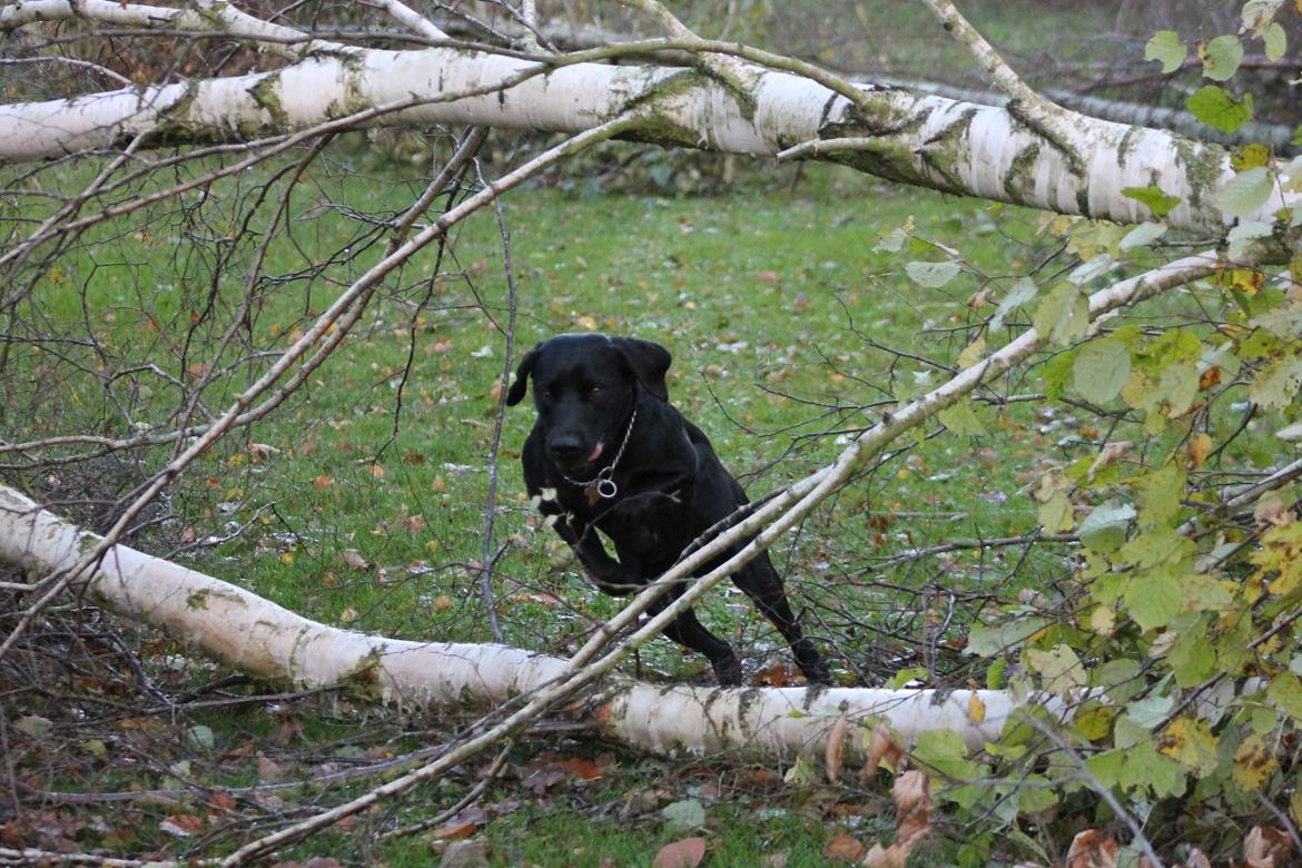 Blanding af racer Fredenslund's Andy billede 29