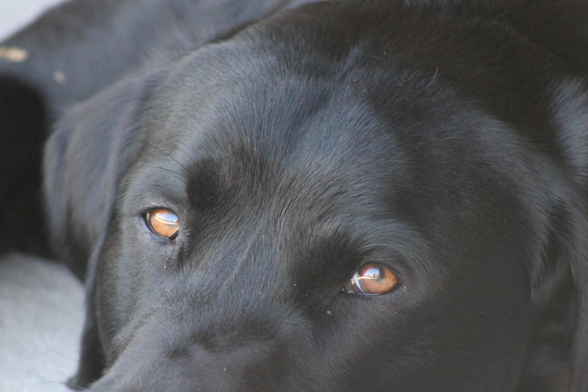 Blanding af racer Fredenslund's Andy billede 21