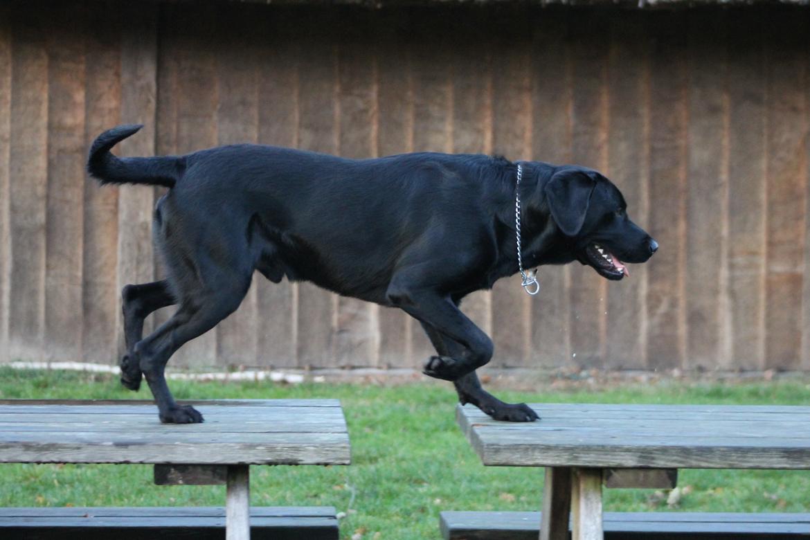 Blanding af racer Fredenslund's Andy billede 31