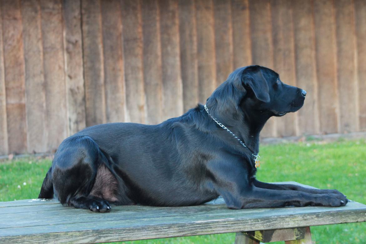 Blanding af racer Fredenslund's Andy billede 30