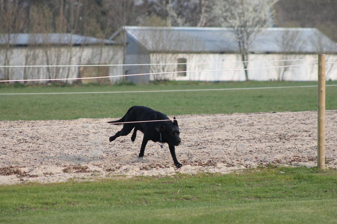 Blanding af racer Fredenslund's Andy - Sådan ser Andy ud, når han liige smutter under hegnet på ridebanen! ;) Haha billede 33