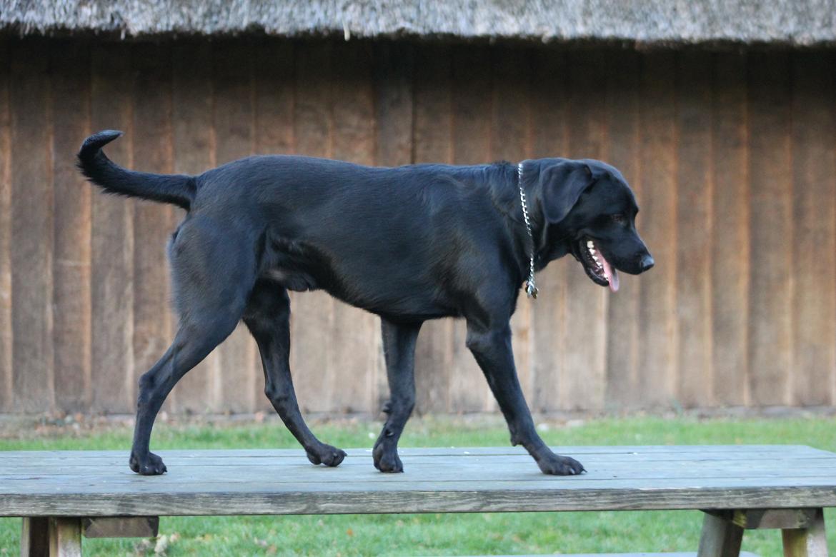 Blanding af racer Fredenslund's Andy billede 32