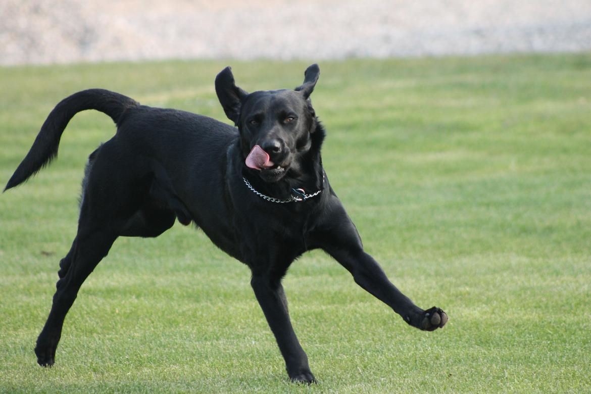 Blanding af racer Fredenslund's Andy billede 34