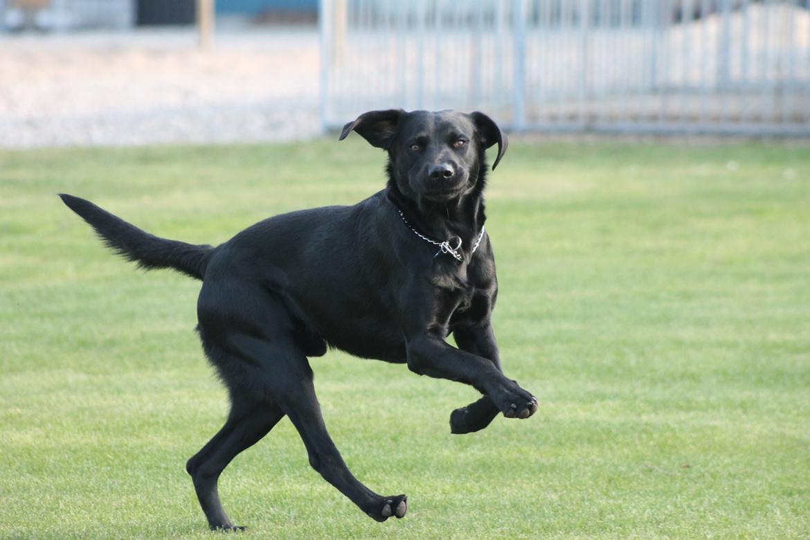 Blanding af racer Fredenslund's Andy billede 35