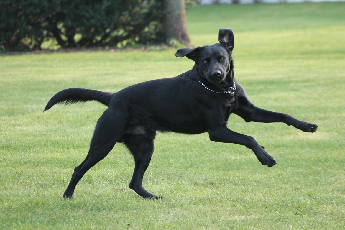 Blanding af racer Fredenslund's Andy billede 37