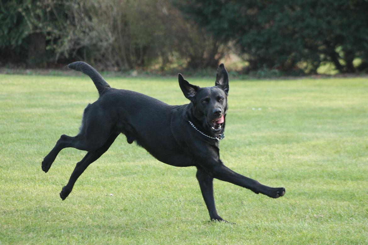 Blanding af racer Fredenslund's Andy billede 36