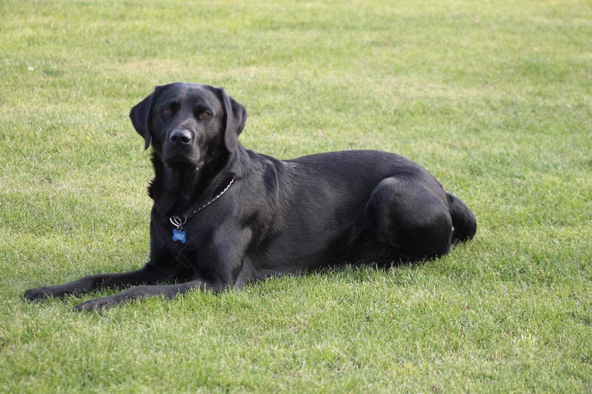 Blanding af racer Fredenslund's Andy billede 39