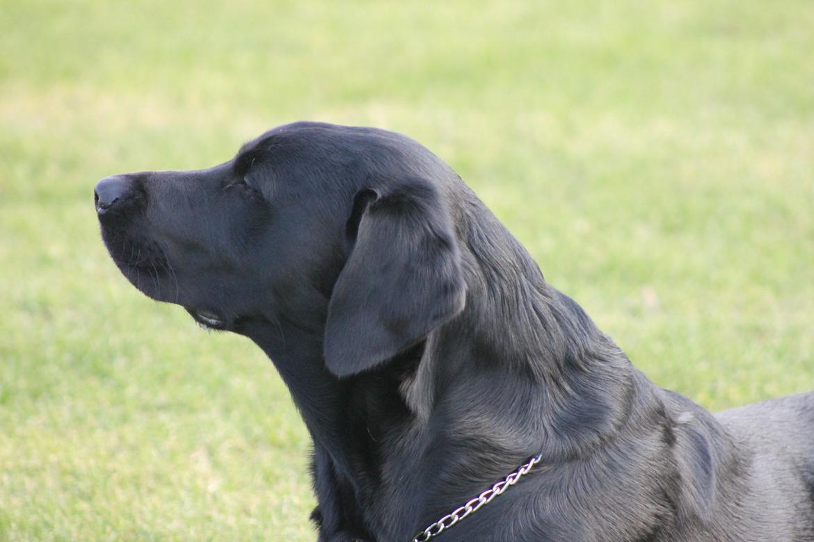 Blanding af racer Fredenslund's Andy billede 40