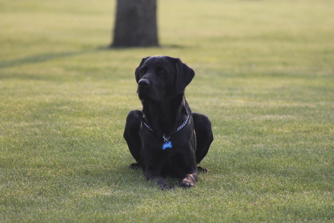 Blanding af racer Fredenslund's Andy billede 41