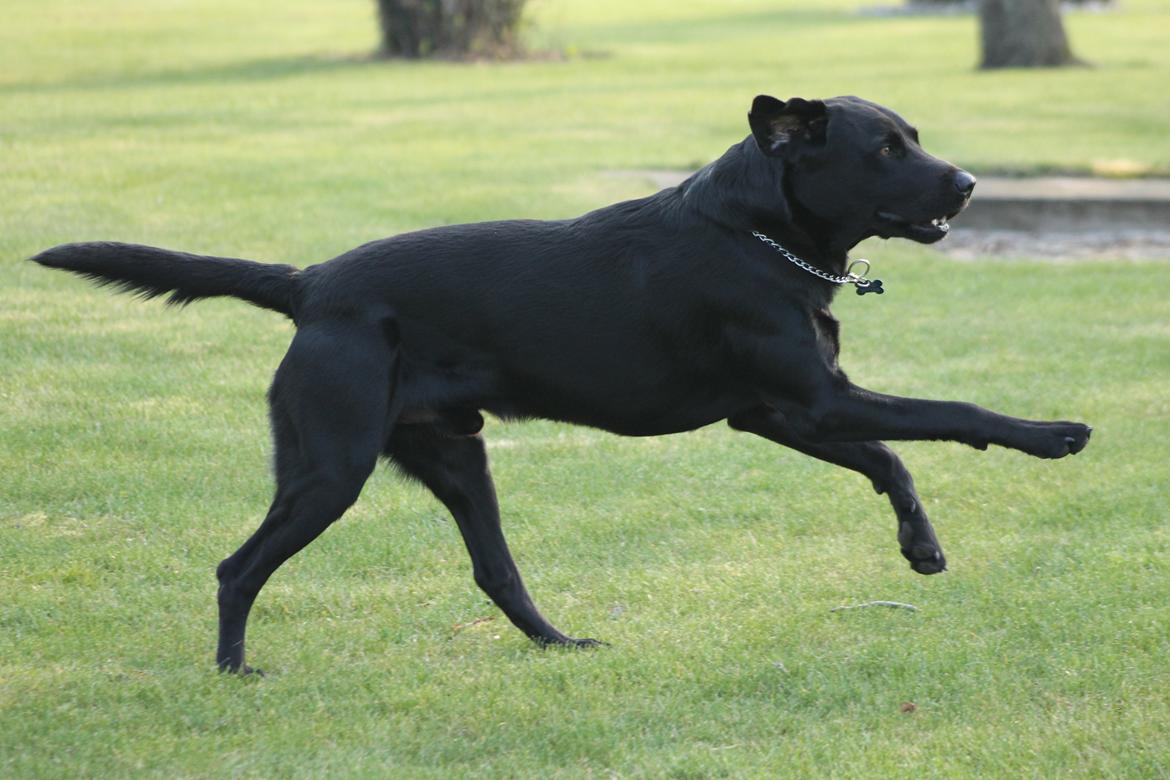 Blanding af racer Fredenslund's Andy billede 38
