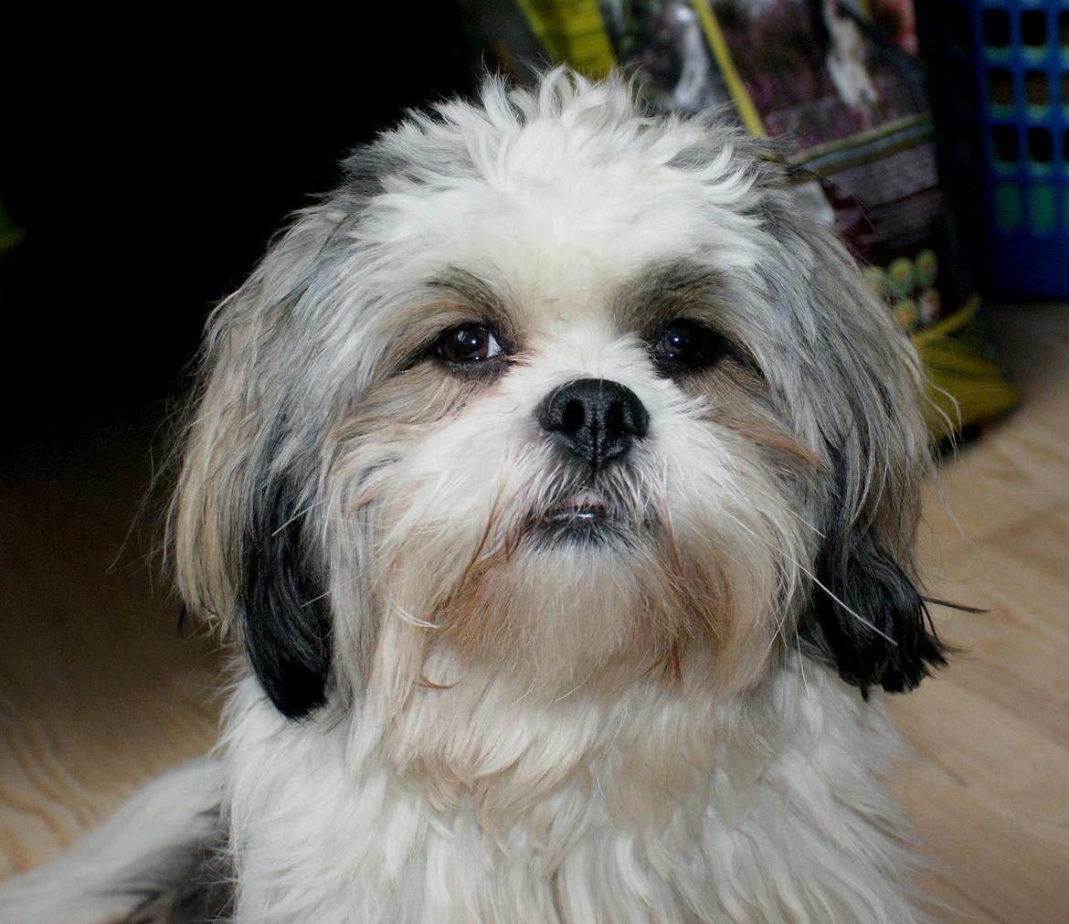 Lhasa apso Tucker billede 24
