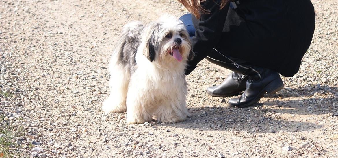 Lhasa apso Tucker billede 19