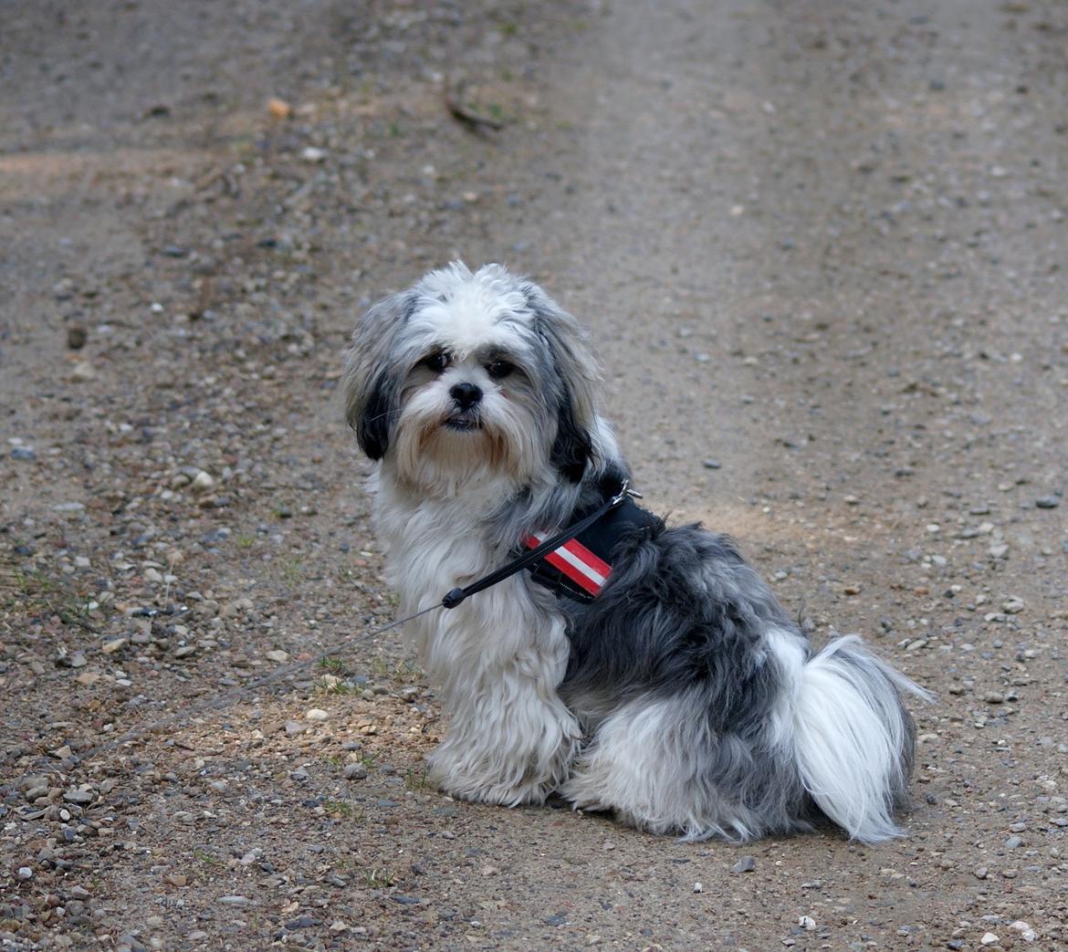 Lhasa apso Tucker billede 20