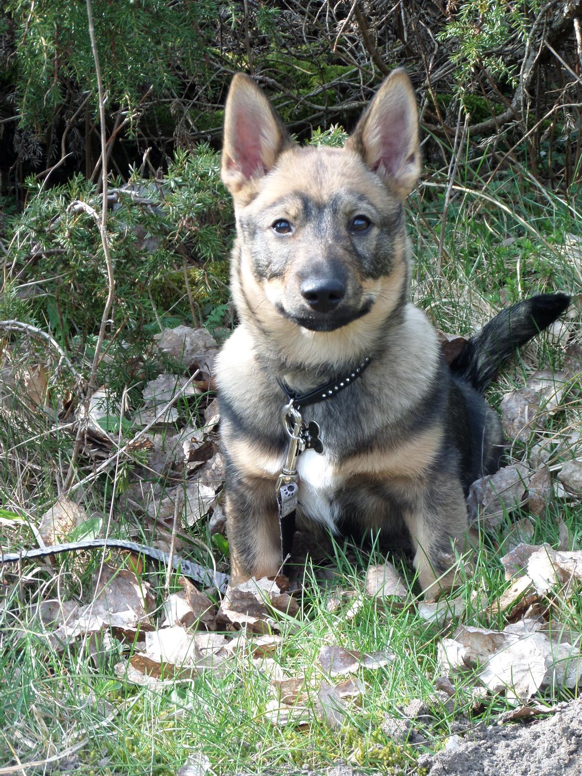 Västgötaspids Yuki <3 <3 (Clasus Miller). - Rebild bakker :D 30 marts 2014 billede 38