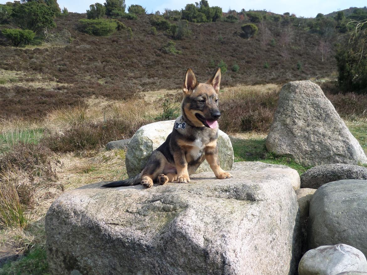 Västgötaspids Yuki <3 <3 (Clasus Miller). - Rebild bakker. 30 marts 2014 billede 12